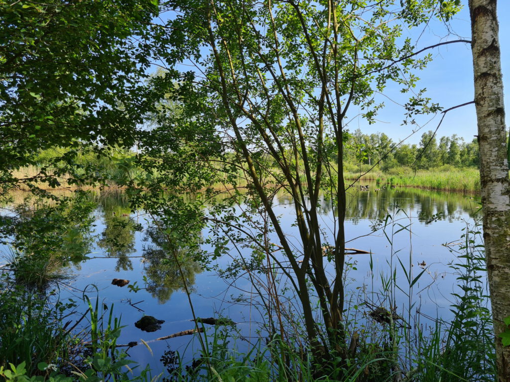 See durch Büsche gesehen