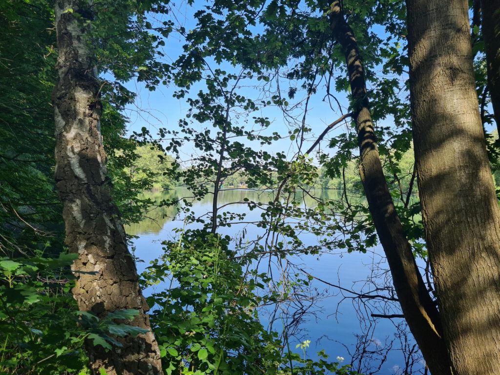 Venekotensee hinter Bäumen