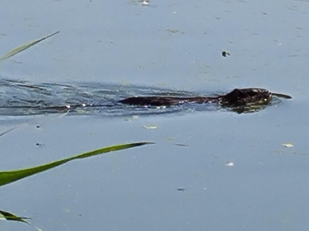 Nutria im Wasser