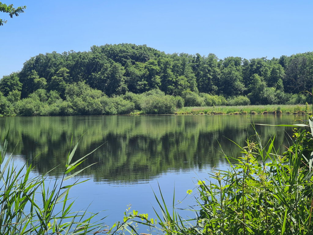 Der kleine de Wittsee
