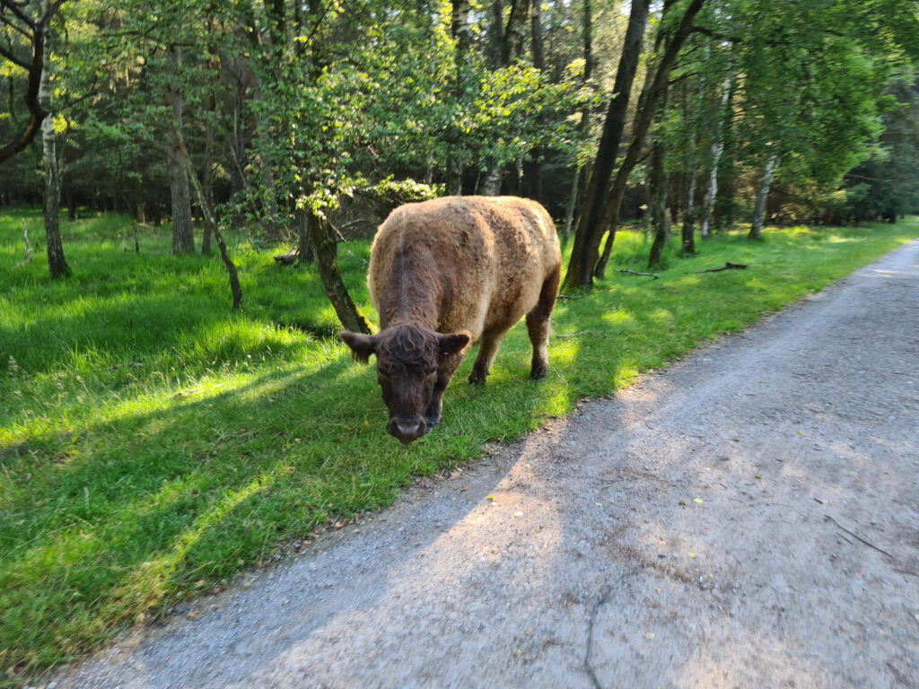 Galloway Rind am Straßenrand