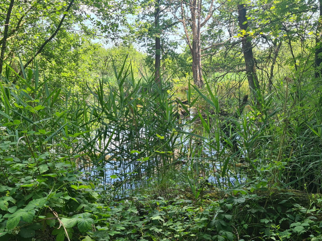 kleiner See durch Sträucher und Bäume