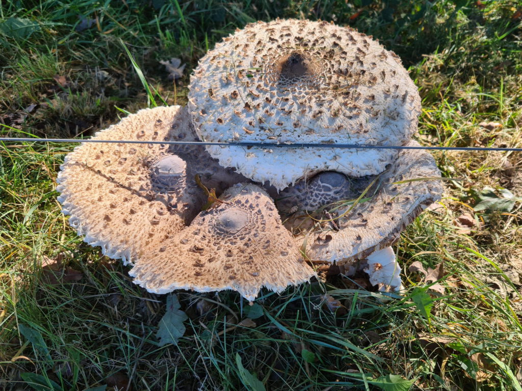 Ineinandergewachsene Pilze