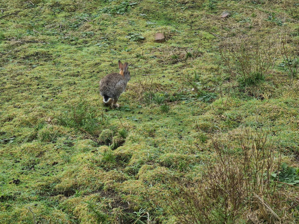 Kaninchen auf einer Wiese