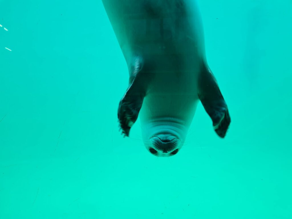 Seehund unter Wasser