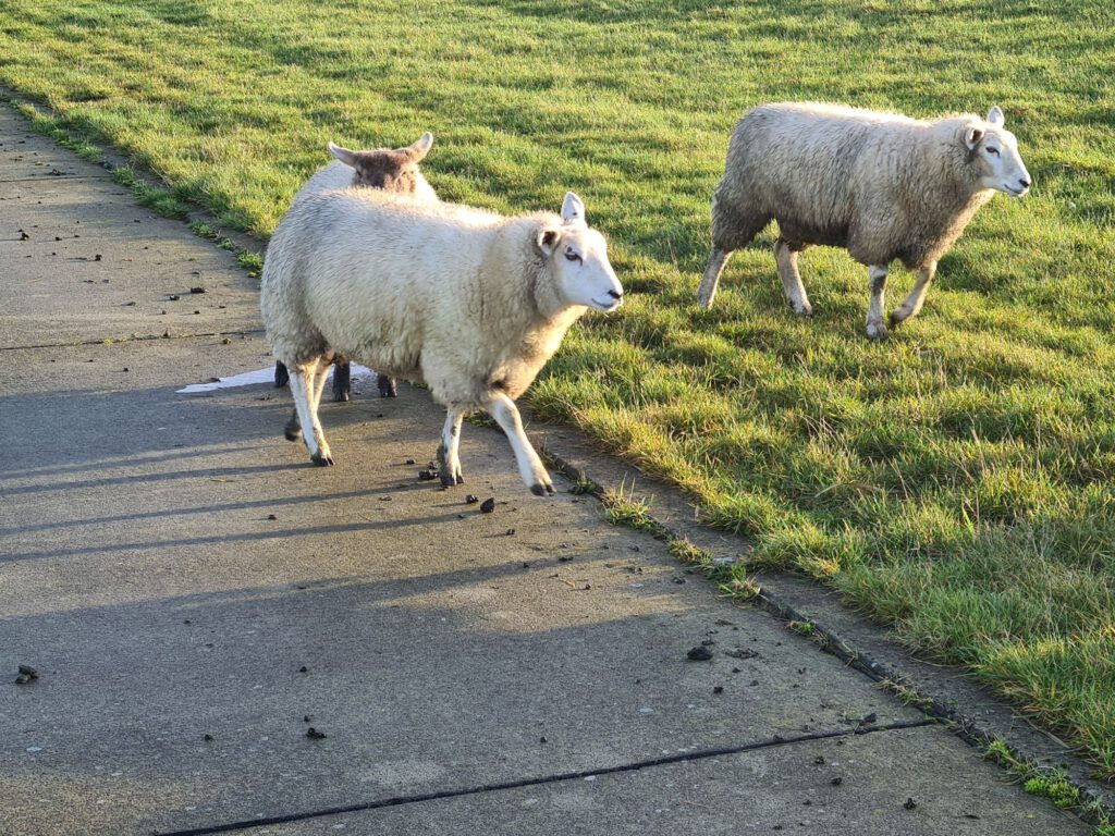 Schafe auf dem Deich