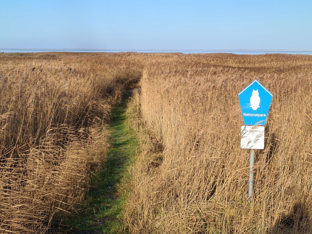 Fußweg durch Schilf zum Meer