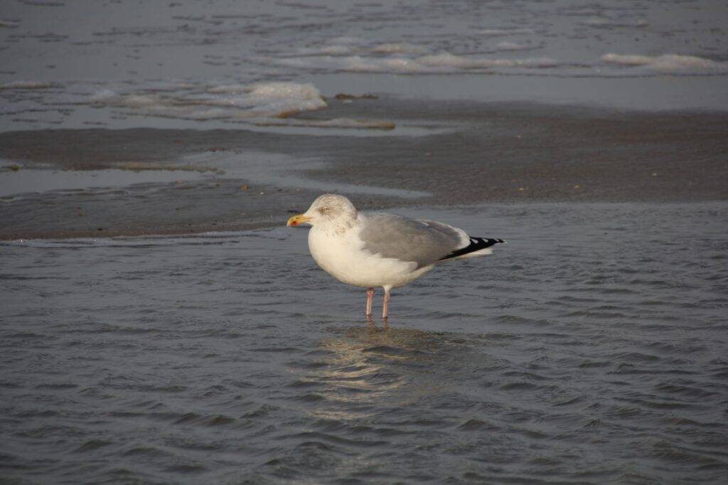 Möwe am Strand