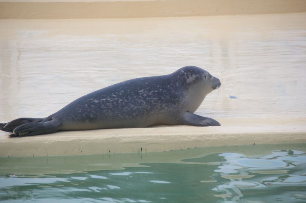 Seehund in der Seehundstation Norddeich