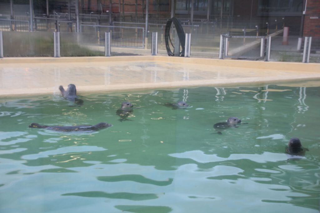 Seehunde im Becken