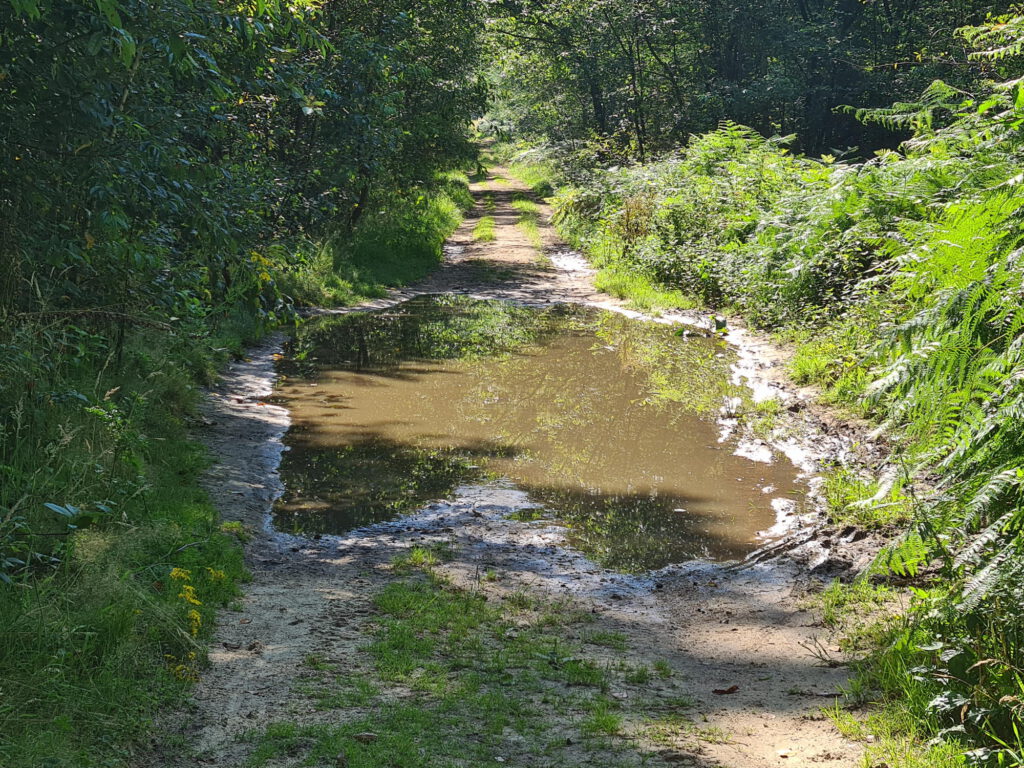 Heidemoor in Bracht. Riesige Pfütze