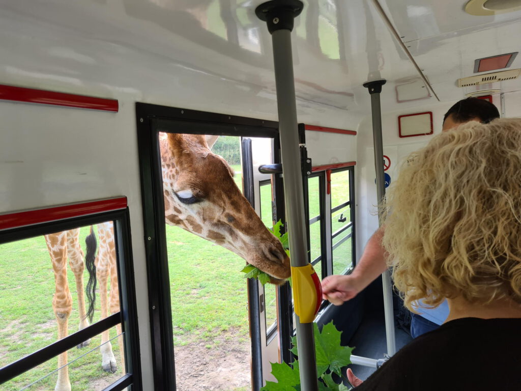 Giraffe wird aus Bus gefüttert