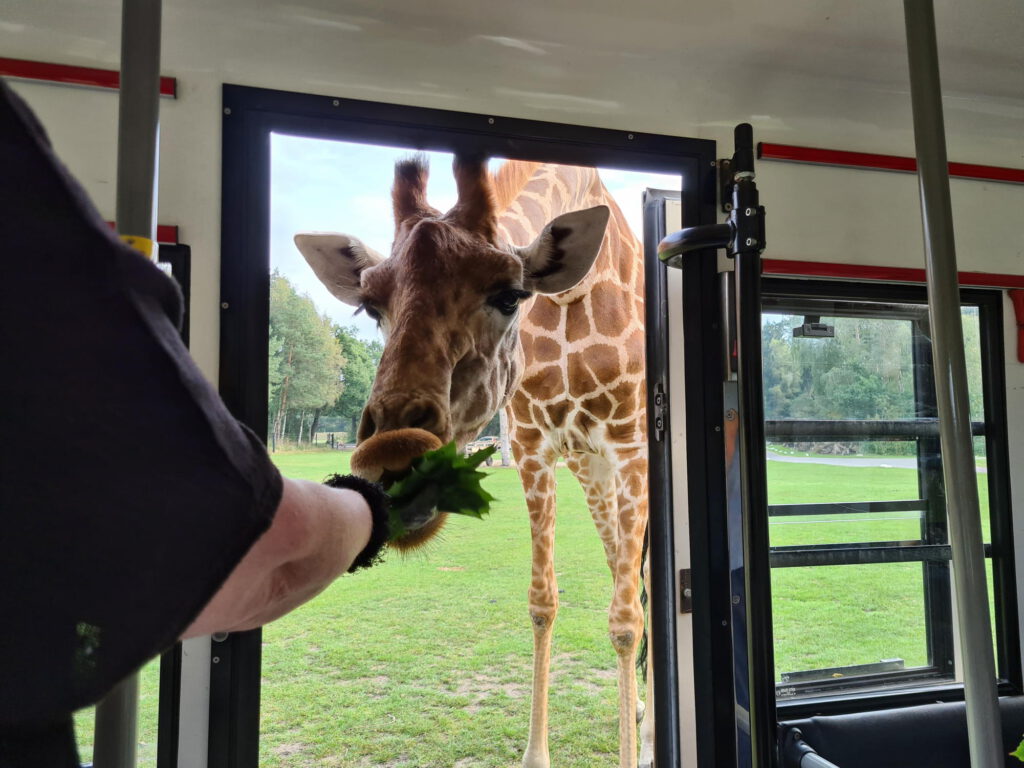 Giraffe wird aus Bus gefüttert
