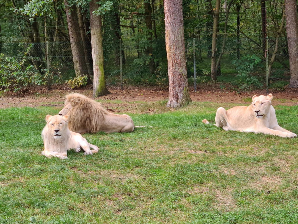 Löwen im Freigehege