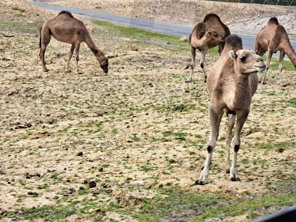 Kamele im Freigehege