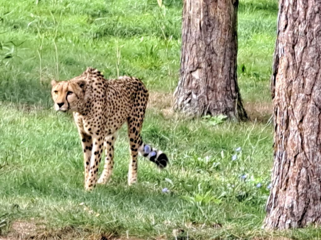 Gepard im Freigehege