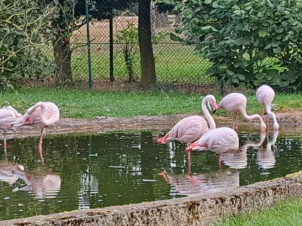 Flamingos