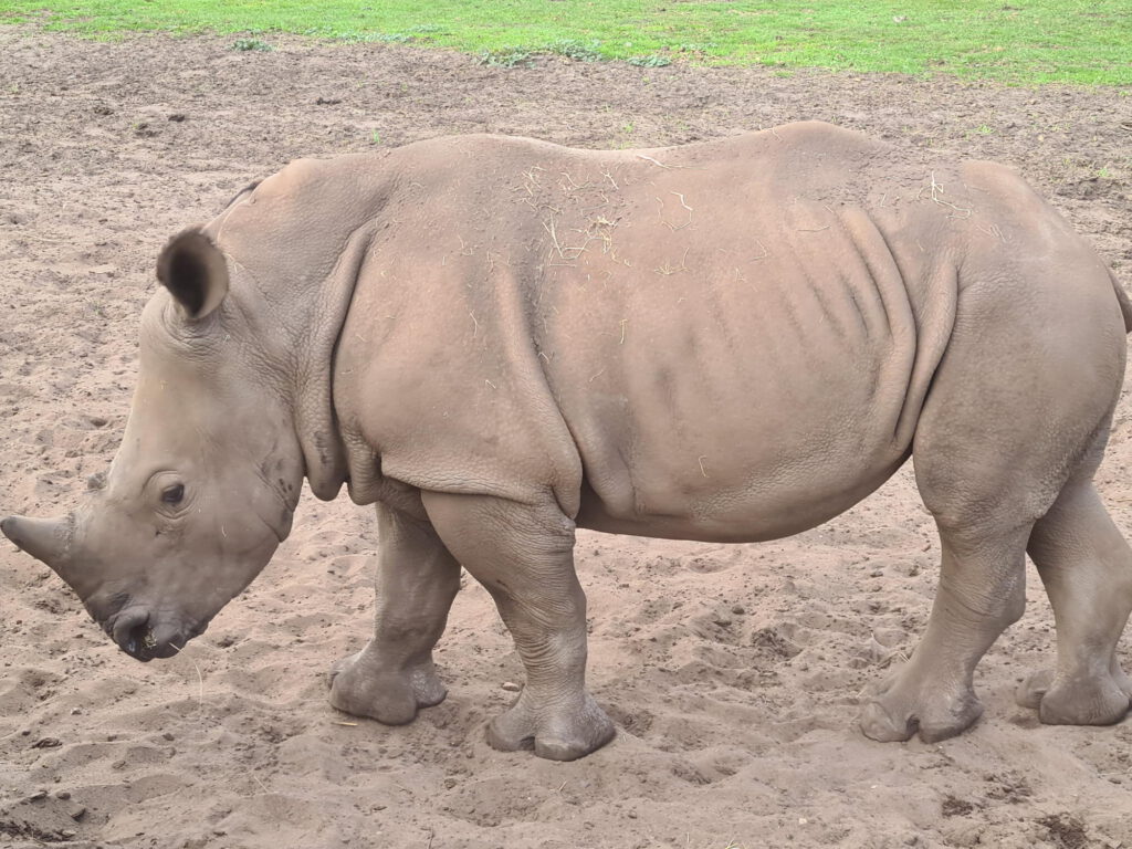 Nashorn aus der Nähe
