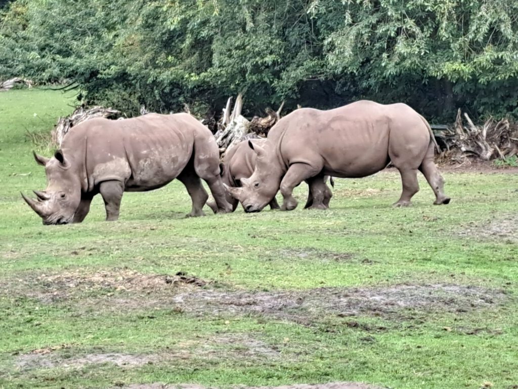 Gruppe Nashörner