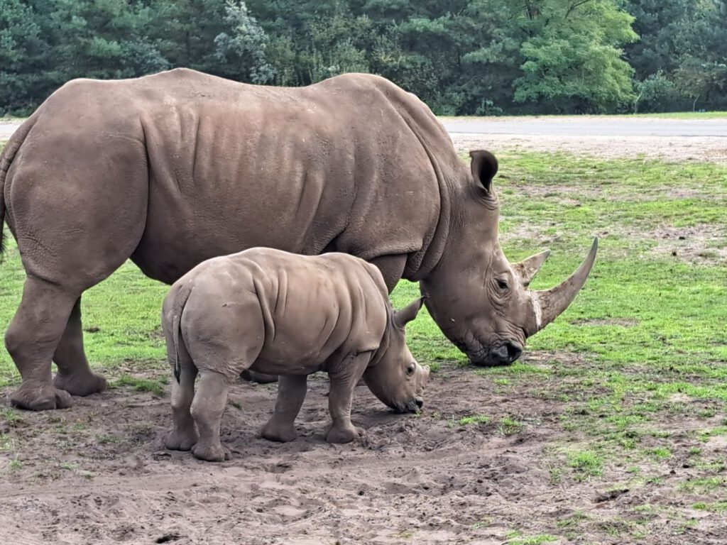 Nashorn mit Nachwuchs
