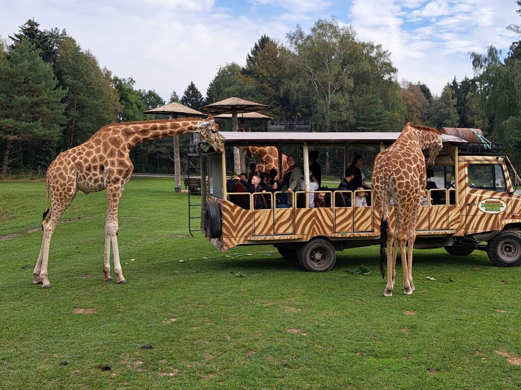 Mit dem Wohnmobil zu den Giraffen – ein Besuch im Serengeti-Park Hodenhagen