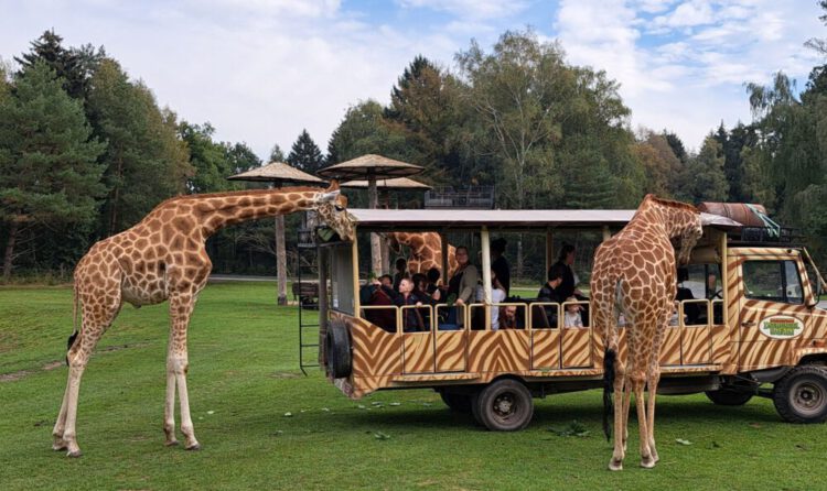 Mit dem Wohnmobil zu den Giraffen – ein Besuch im Serengeti-Park Hodenhagen