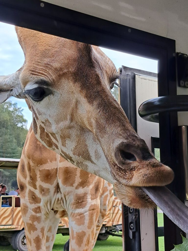 Giraffe wird aus Bus gefüttert