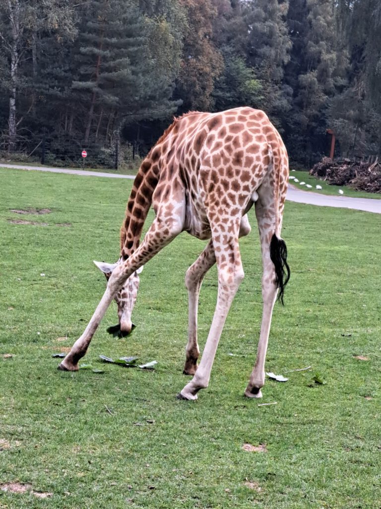 Giraffe