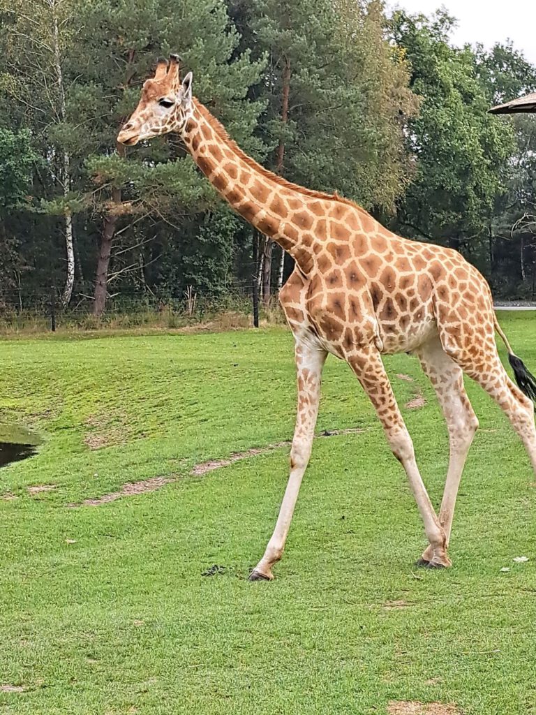 Giraffe