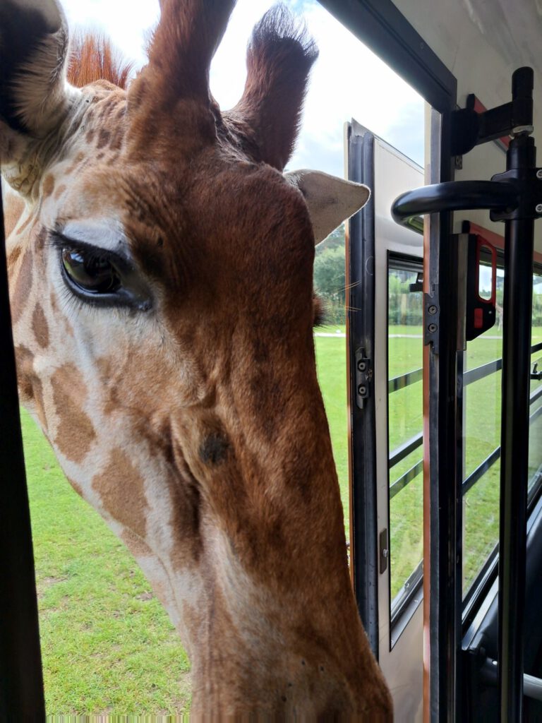 Giraffe wird aus Bus gefüttert