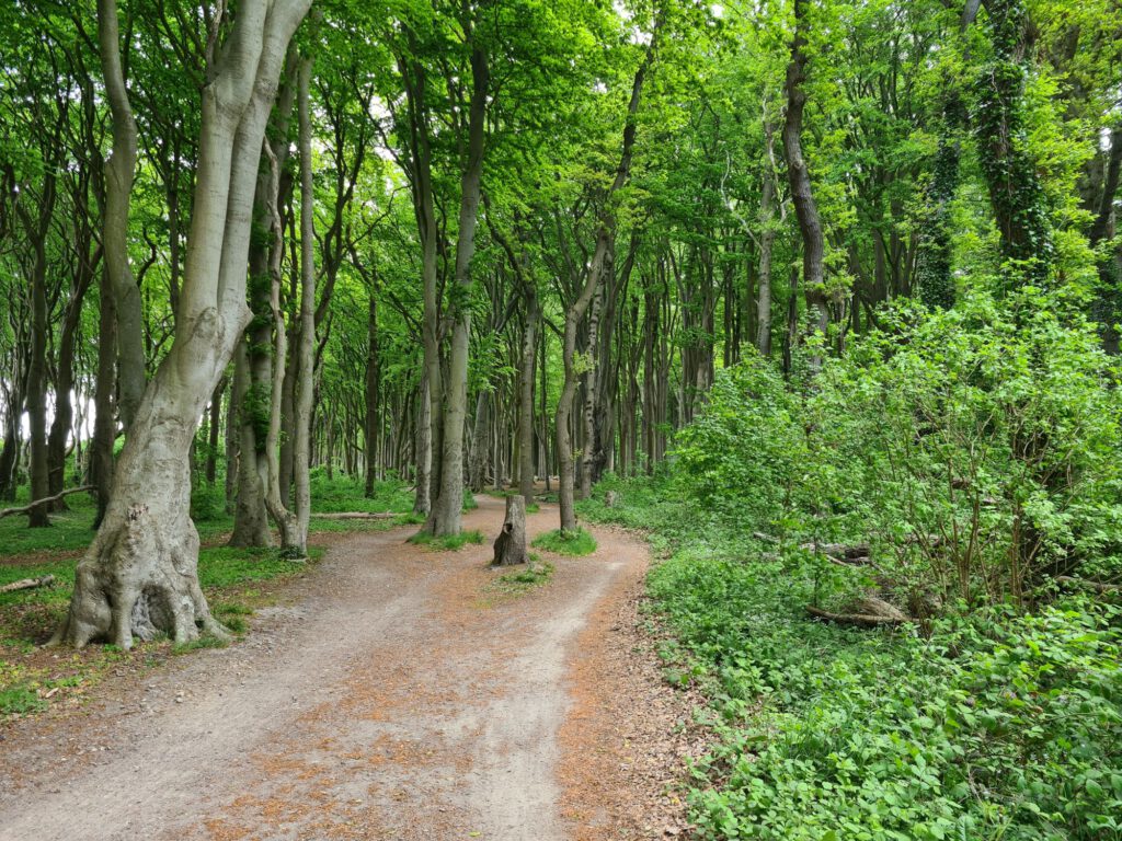 Weg durch den Gespensterwald