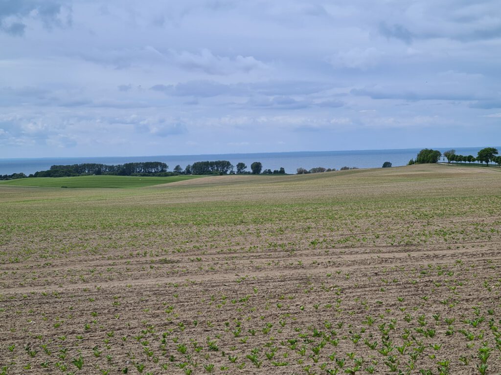 Feld mit Meer in der Ferne