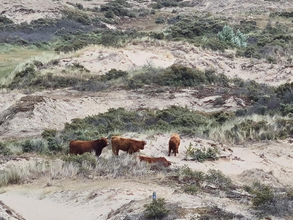 Rinder in den Dünen