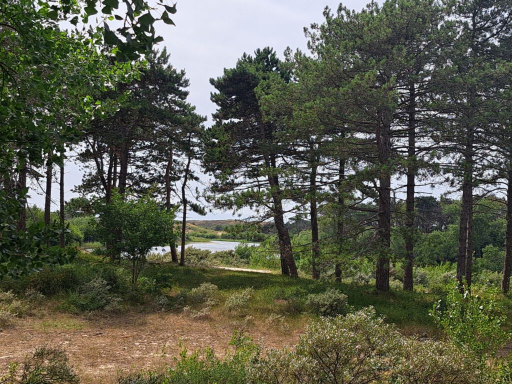 Wald und See in den Dünen