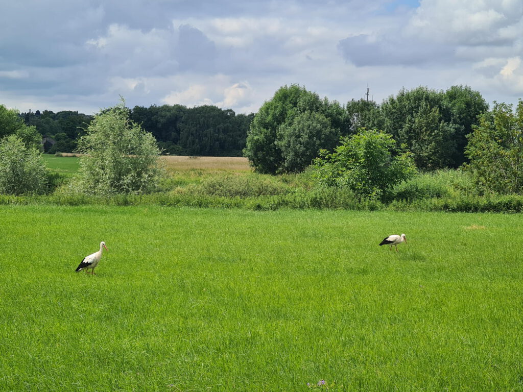 Störche auf der Wiese