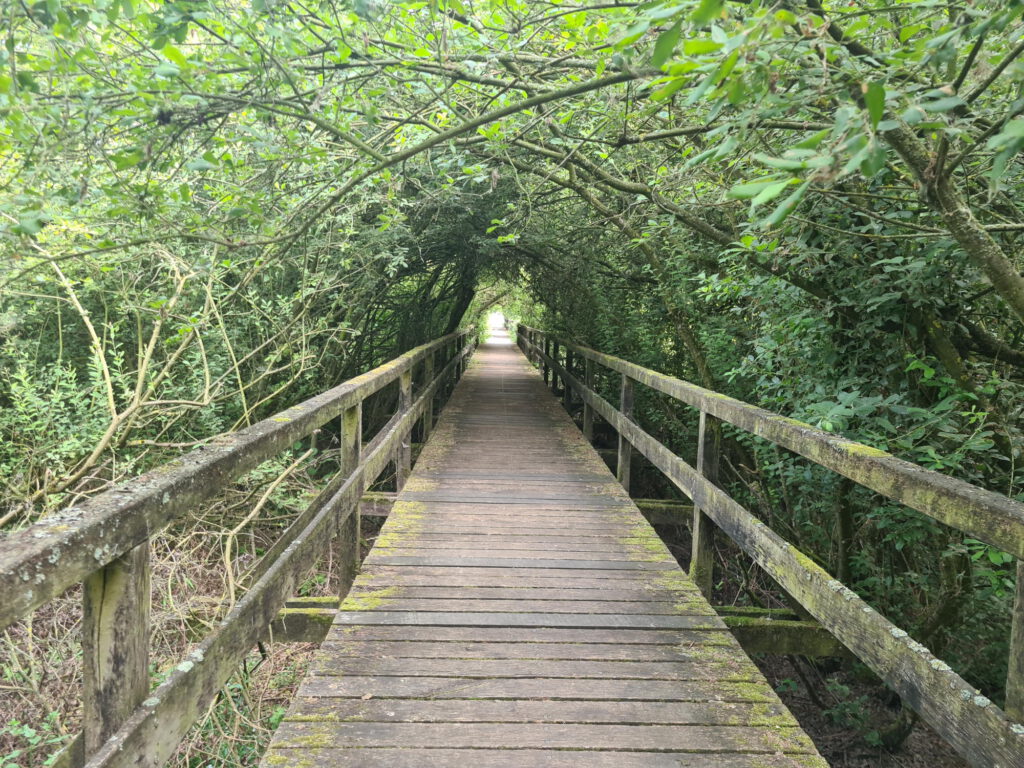 Weg zum Aussichtspunkt am Steinhuder Meer