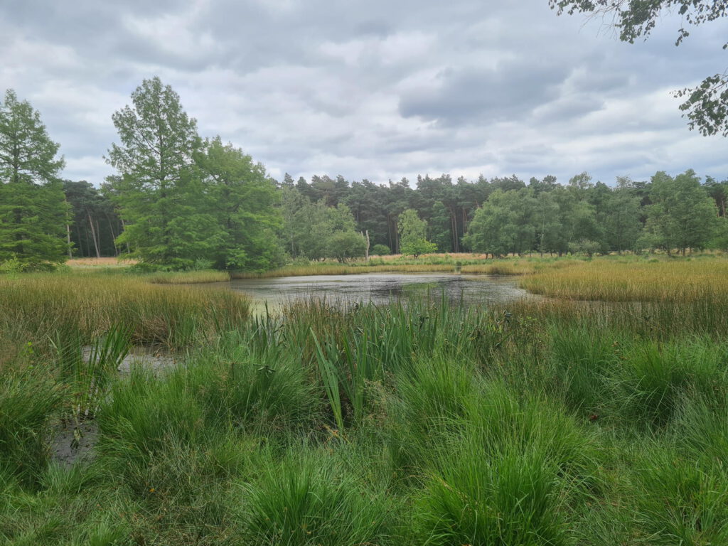 See im Heidemoor in Bracht