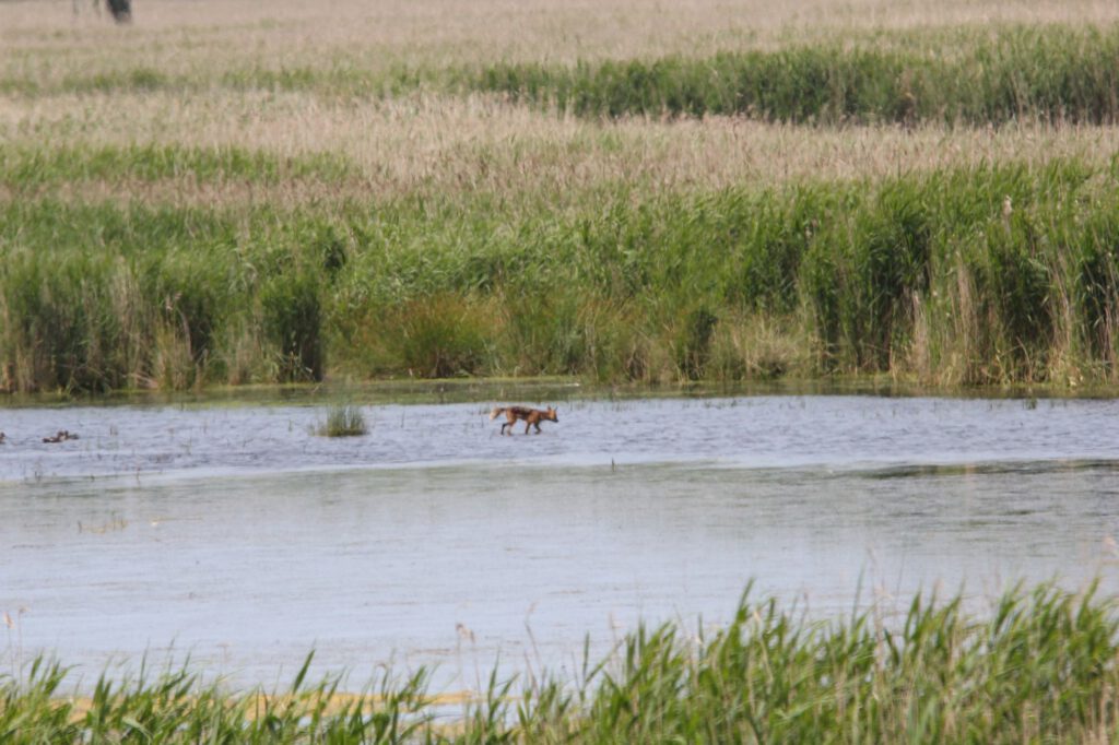 Hütelmoor mit Fuchs im Hintergrund in dem See