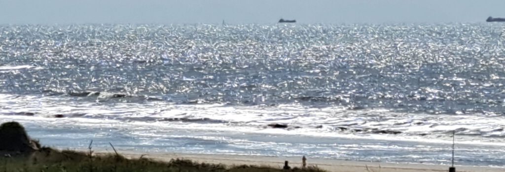 Nordsee in Noordwijk