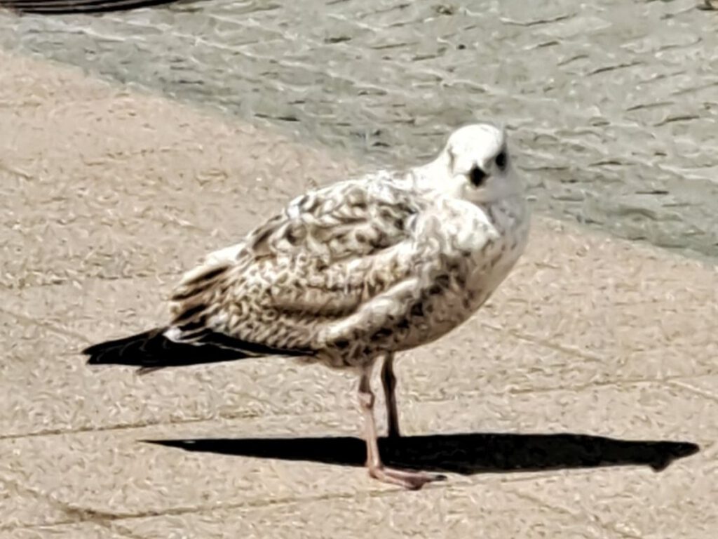 Möwe auf dem Bürgersteig