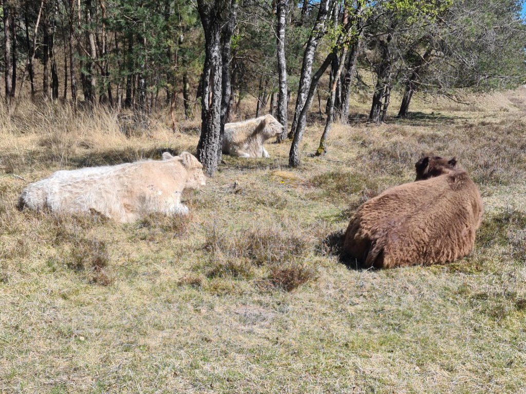 Galloway-Rinder im Brachter Wald