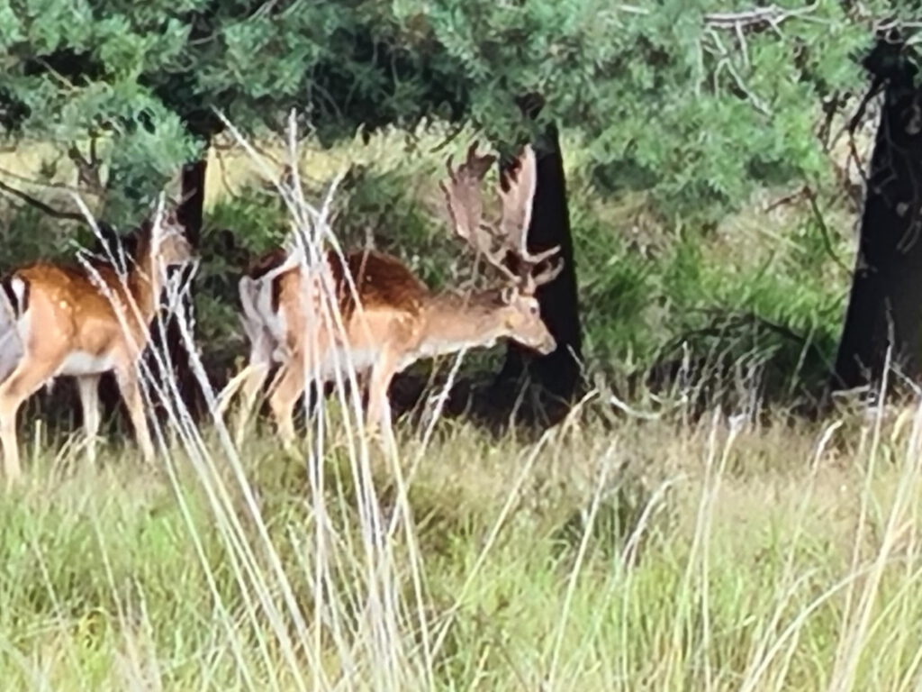 Damwild im Brachter Wald
