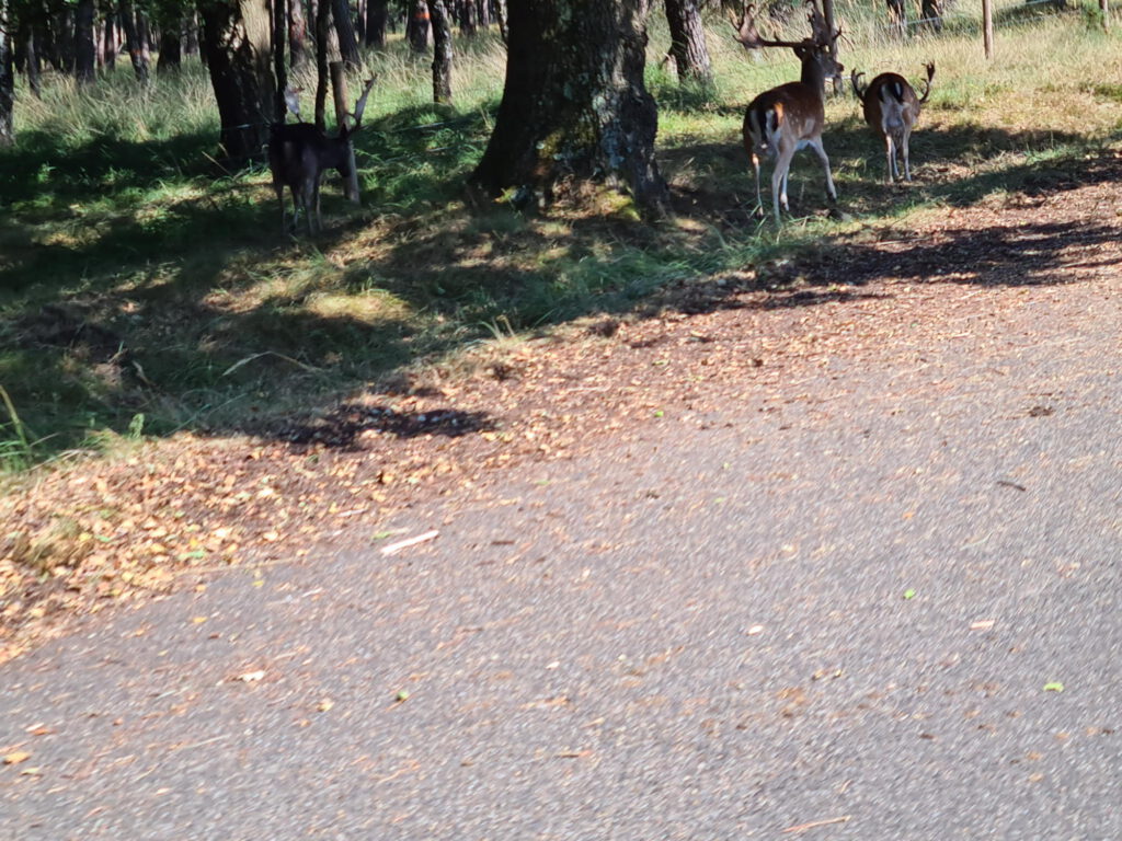 Damwild im Brachter Wald direkt am Straßenrand