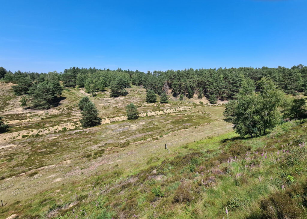 Blick vom Turm im Brachter Wald