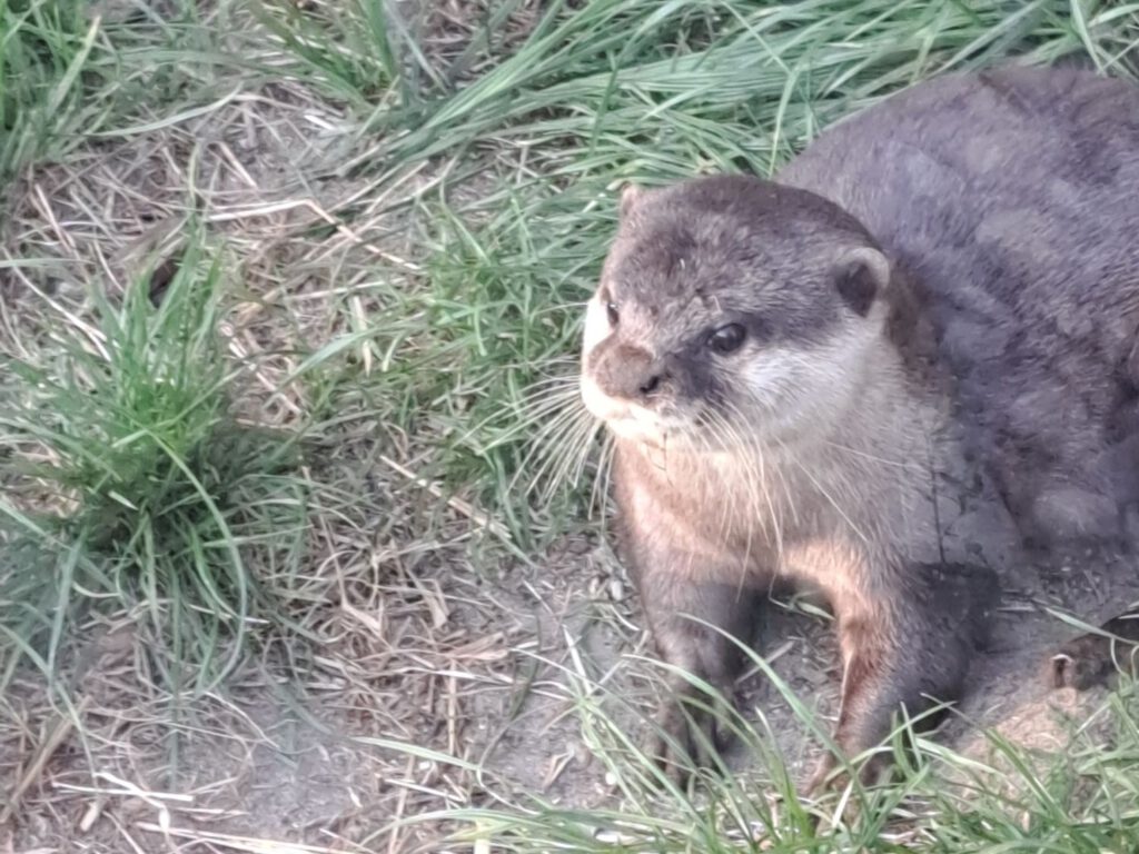 Otter