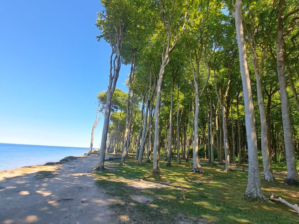 Waldrand mit Meer im Hintergrund