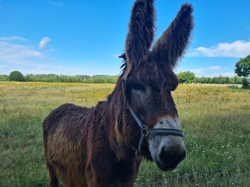 Nahaufnahme von Esel