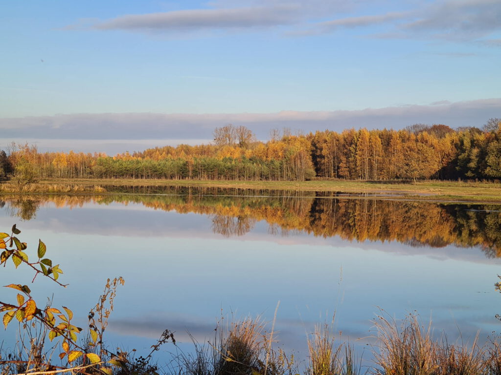 See mit Spiegelbild vom Wald