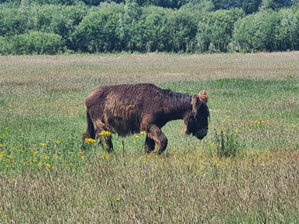 Brachter Wald, Heidemoore und Elmpter Schwalmbruch