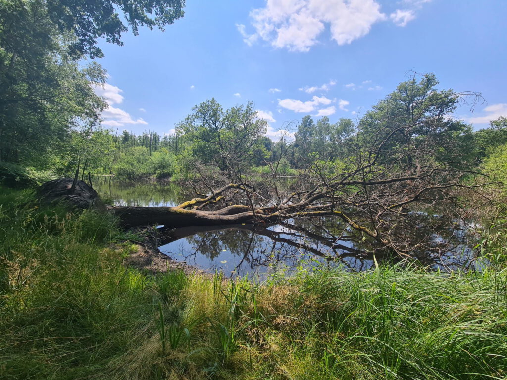 Umgefallener Baum im Wasser
